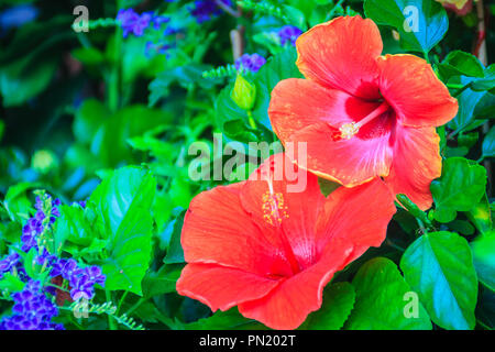 Geschlossen bis der roten Hibiskus Rosa-Sinensis' Ritzy' auch als Chinesische Hibiskus bekannt, China Rose, Hawaiian Hibiscus und shoeblackplant. Schöne single Chi Stockfoto