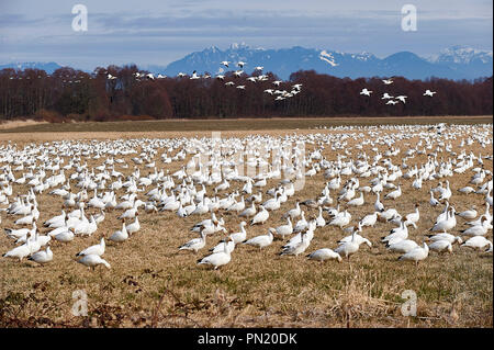 Weniger Schnee Gänse (Chen Caerulescens), Fütterung auf Stoppeln Felder in der Nähe von George C Reifel wandernden Vogelschutzgebiet, Vancouver, British Columbia, Kanada Stockfoto