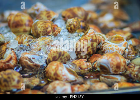 Extra große Größe der gefleckte Babylon (Babylonia areolata) zum Verkauf auf dem Fischmarkt. Babylonia areolata ist eine Pflanzenart aus der Gattung der Seeschnecke, einem marine Gastro Stockfoto