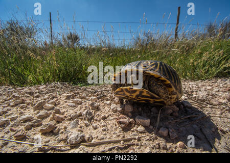 Ein erwachsenes Weibchen Plains Box Turtle (Terrapene ornata Ornata) beim Überqueren einer Straße in Hamilton County, Kansas, USA. Stockfoto