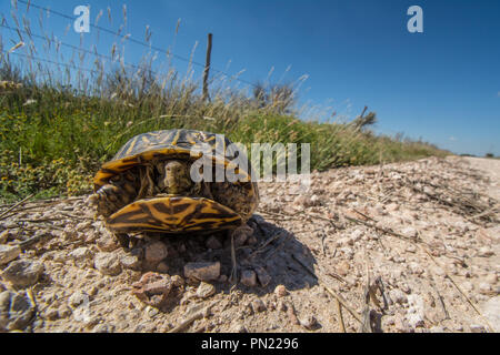 Ein erwachsenes Weibchen Plains Box Turtle (Terrapene ornata Ornata) beim Überqueren einer Straße in Hamilton County, Kansas, USA. Stockfoto