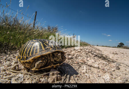 Ein erwachsenes Weibchen Plains Box Turtle (Terrapene ornata Ornata) beim Überqueren einer Straße in Hamilton County, Kansas, USA. Stockfoto