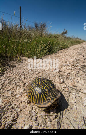 Ein erwachsenes Weibchen Plains Box Turtle (Terrapene ornata Ornata) beim Überqueren einer Straße in Hamilton County, Kansas, USA. Stockfoto