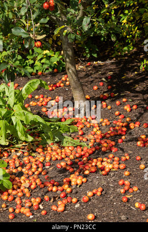 Gefallene Krebsepfel, die unter einem Baum verstreut sind. Stockfoto