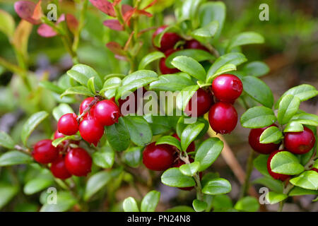 Red Preiselbeeren, Vaccinium vitis-idaea, wachsen auf Waldboden in Finnland. Stockfoto