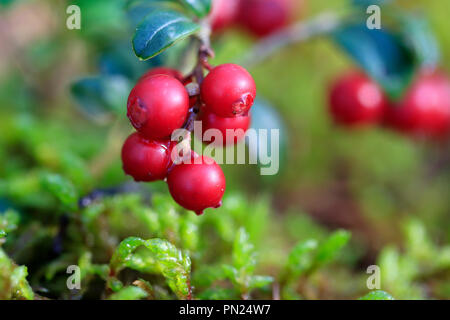 Nahaufnahme von roten Preiselbeeren oder Preiselbeeren, Vaccinium vitis-idaea, wachsen auf Waldboden mit herbstlichen Regentropfen. Salo, Finnland. Flache Freiheitsgrad. Stockfoto