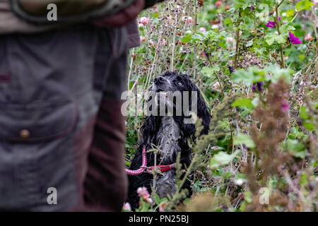 Arbeitende Springer und Cocker Spaniels, die auf einer Teststrecke in Rolleston gegeneinander antreten. Leinwand-Dummies werden abgerufen, sowohl sichtbare als auch blinde Abrufe Stockfoto