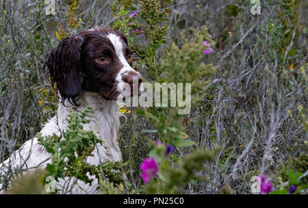 Arbeitende Springer und Cocker Spaniels, die auf einer Teststrecke in Rolleston gegeneinander antreten. Leinwand-Dummies werden abgerufen, sowohl sichtbare als auch blinde Abrufe Stockfoto