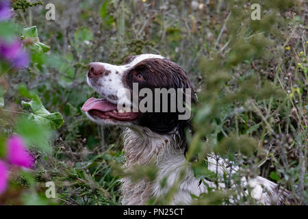 Arbeitende Springer und Cocker Spaniels, die auf einer Teststrecke in Rolleston gegeneinander antreten. Leinwand-Dummies werden abgerufen, sowohl sichtbare als auch blinde Abrufe Stockfoto