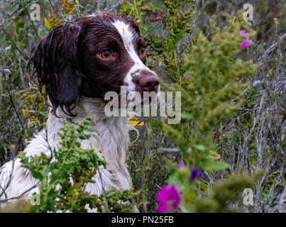 Arbeitende Springer und Cocker Spaniels, die auf einer Teststrecke in Rolleston gegeneinander antreten. Leinwand-Dummies werden abgerufen, sowohl sichtbare als auch blinde Abrufe Stockfoto