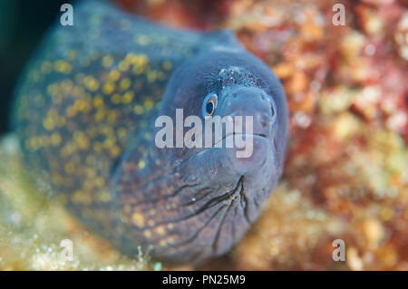 Eine mediterrane Muräne (Muraena helena) im Naturpark Ses Salines (Formentera, Balearen, Mittelmeer, Spanien) Stockfoto