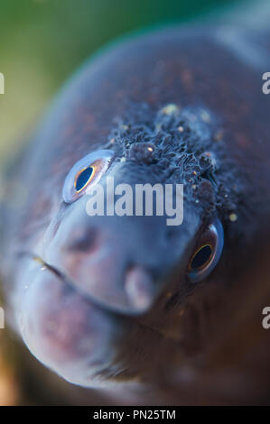 Eine mediterrane Muräne (Muraena helena) im Naturpark Ses Salines (Formentera, Balearen, Mittelmeer, Spanien) Stockfoto