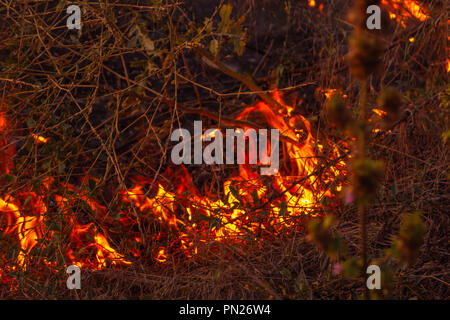 Feuer auf trockene Blätter Asche. Der Anfang von einem Waldbrand. Das trockene Gras brennt. Stockfoto