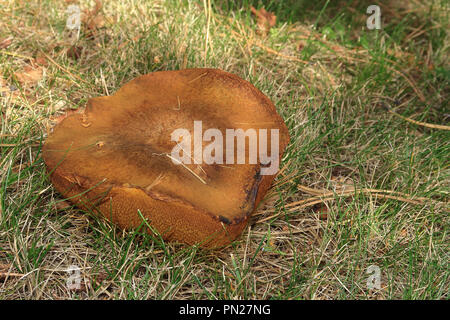 Suillus bovinus auch als Jersey Kuh Pilz bekannt Stockfoto