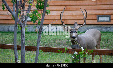 9 Punkt Mule Deer Bock, die nicht von mir in die am wenigsten Angst hatte. Stockfoto