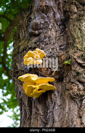 Huhn der Wälder (Laetiporus sulfureus) Baum Pilz mit einem Trunk verbunden Stockfoto