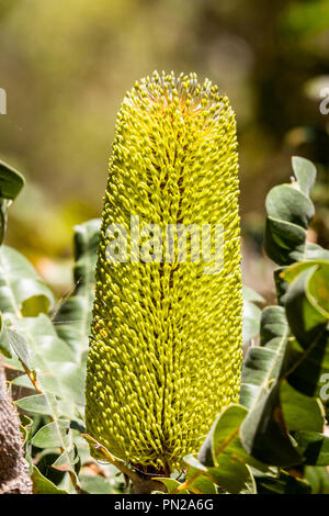 Gelbe Banksia Grandis oder Bull Banksia Western Australia Stockfoto