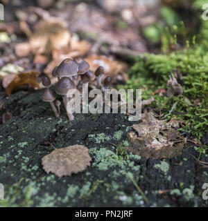 Mycena galericulata ist eine große Gattung kleiner saprotropher Pilze; wächst auf einem verrottenden Baumstumpf, der mit Herbstblättern bedeckt ist Stockfoto
