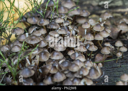 Mycena galericulata ist eine große Gattung kleiner saprotropher Pilze; Großer Büschel kleiner Haubenpilze, die dicht auf einem verrottenden Holzstumpf wachsen Stockfoto