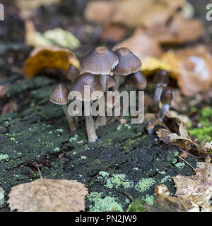 Mycena galericulata ist eine große Gattung kleiner saprotropher Pilze; wächst auf einem verrottenden Baumstumpf, der mit Herbstblättern bedeckt ist Stockfoto