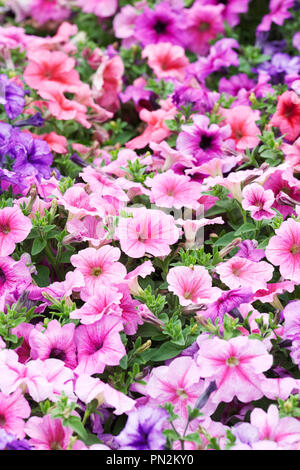 Petunia F1 Express Vene mixedflowers. Stockfoto