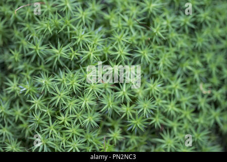 Polen, Grünes Moos; grüne Sterne; Makroaufnahme eines dichten grünen Waldmoosteppichs mit sternförmigen Blättern, die ein natürliches Muster bilden. Stockfoto