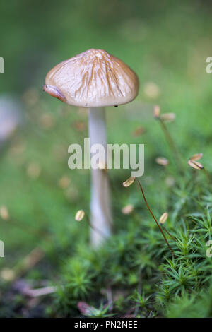 Xerula radicata, die gemeinhin als die tiefe Wurzel Pilz oder die Verwurzelung Schaft bekannt Stockfoto