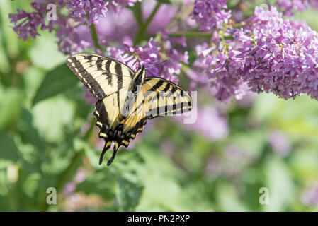 Schwalbenschwanz Schmetterling mit Flügeln öffnen ruht auf lila lila Blüten im Frühsommer Stockfoto