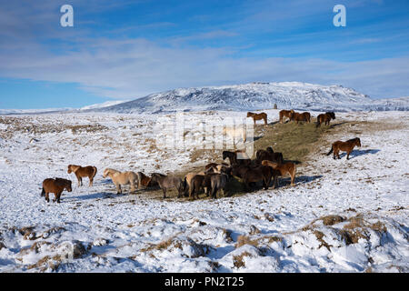 Herde Islandponys in eiszeitliche Landschaft von South Island mit Uthlioarhraun Berge hinter Stockfoto