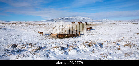 Herde Islandponys in eiszeitliche Landschaft von South Island mit Uthlioarhraun Berge hinter Stockfoto