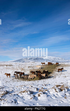 Herde Islandponys in eiszeitliche Landschaft von South Island mit Uthlioarhraun Berge hinter Stockfoto