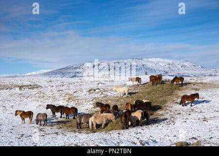 Herde Islandponys in eiszeitliche Landschaft von South Island mit Uthlioarhraun Berge hinter Stockfoto