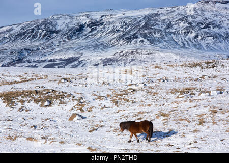 Single dunkelbraun Isländischen Pony in eiszeitliche Landschaft von South Island mit Uthlioarhraun Berge hinter Stockfoto