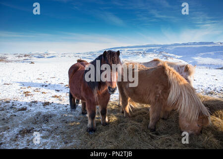 Herde Islandponys Beweidung in eiszeitliche Landschaft von South Island mit Uthlioarhraun Berge hinter Stockfoto