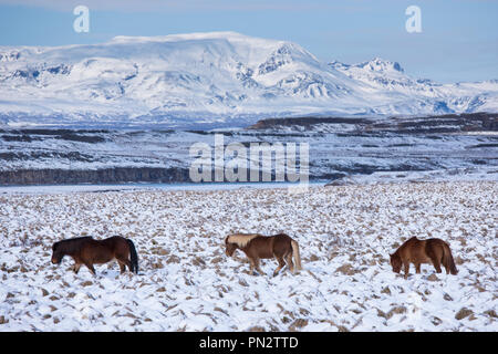 Herde Islandponys in eiszeitliche Landschaft von South Island wandern in einer Linie bis nach der Führer Stockfoto