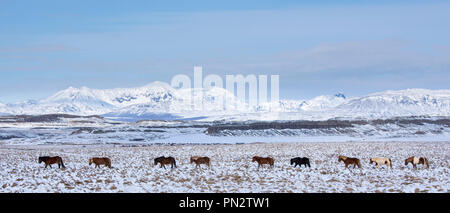 Herde Islandponys in eiszeitliche Landschaft von South Island wandern in einer Linie bis nach der Führer Stockfoto