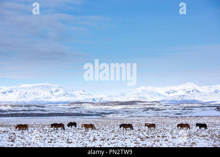 Herde Islandponys in eiszeitliche Landschaft von South Island wandern in einer Linie bis nach der Führer Stockfoto