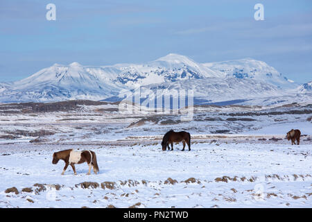 Herde Islandponys Beweidung in eiszeitliche Landschaft von South Island Stockfoto