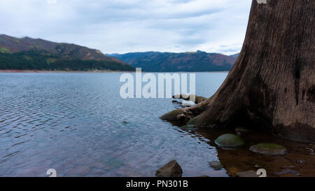 Ein baumstumpf erhob sich aus dem Wasser entlang der Küste des Lake Vallecito im südlichen Colorado. Stockfoto