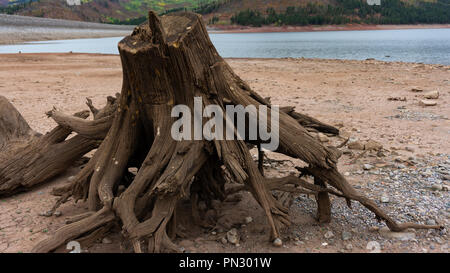 Die Kante der See von Vallecito im südlichen Colorado sitzt Baumwurzeln, die einst im Wasser bedeckt wurden und als künstliche Struktur für Fische verwendet. Stockfoto