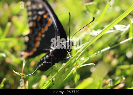 Schwalbenschwanz-Schmetterling Stockfoto
