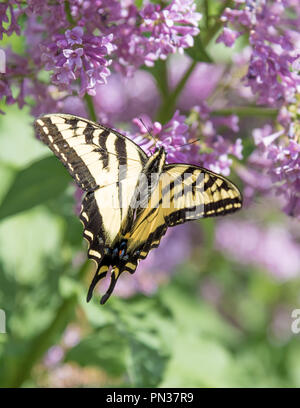 Nahaufnahme der Schwalbenschwanz Schmetterling mit Flügel öffnen, Fütterung auf lila lila Blumen Stockfoto