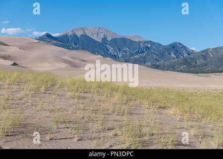 Windswept Gras und Sand Dünen am späten Nachmittag Sonne unter die Rocky Mountains im Great Sand Dunes National Park Stockfoto