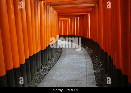Pfad zwischen roten torii Tore, Fushimi Inari Schrein, Kyoto, Japan. Keine PR Stockfoto