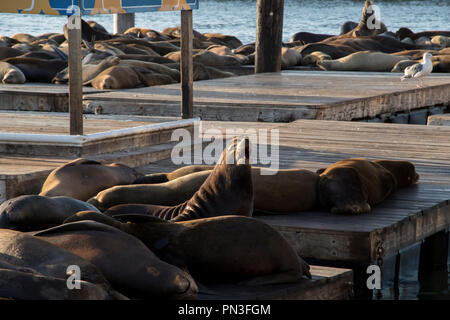 Seelöwen aalen sich in der Sonne in San Francisco. Stockfoto