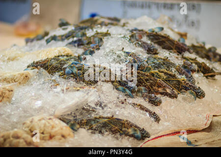 Extra große Größe des Portunus pelagicus, auch als die Blüte Crab, Blue Crab, oder Sand Crab, rajungan in indonesischen bekannt und alimasag in Tagalog. Blau Stockfoto