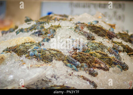 Extra große Größe des Portunus pelagicus, auch als die Blüte Crab, Blue Crab, blau swimmer Crab, blau manna Krabben oder sand Crab, rajungan in Indones bekannt Stockfoto