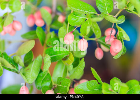 Organische Karanda (Carissa carandas) Frucht am Baum zum Verkauf im Werk Markt. Bengalen Johannisbeere Frucht ist eine reiche Quelle für Eisen, so dass es manchmal in verwendet Stockfoto