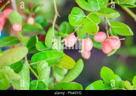 Organische Karanda (Carissa carandas) Frucht am Baum zum Verkauf im Werk Markt. Bengalen Johannisbeere Frucht ist eine reiche Quelle für Eisen, so dass es manchmal in verwendet Stockfoto