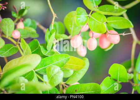 Organische Karanda (Carissa carandas) Frucht am Baum zum Verkauf im Werk Markt. Bengalen Johannisbeere Frucht ist eine reiche Quelle für Eisen, so dass es manchmal in verwendet Stockfoto